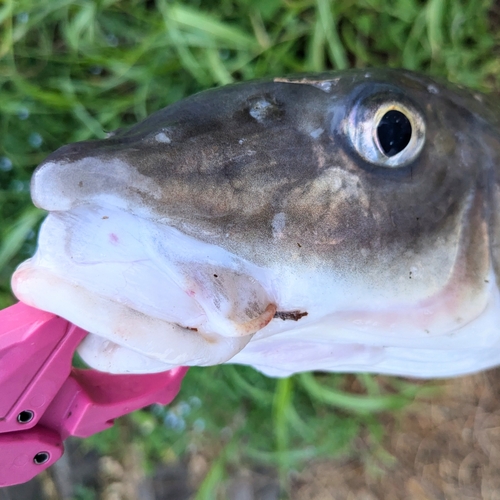 ニゴイの釣果