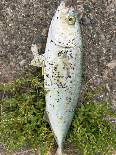 ワカシの釣果