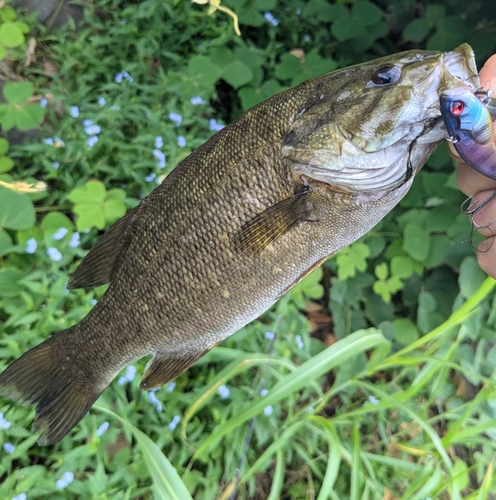 スモールマウスバスの釣果