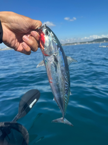 マルソウダの釣果