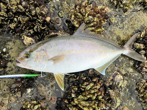 ネリゴの釣果