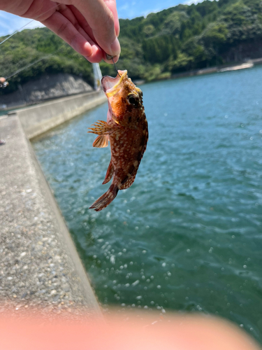 アラカブの釣果