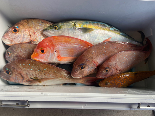 マダイの釣果