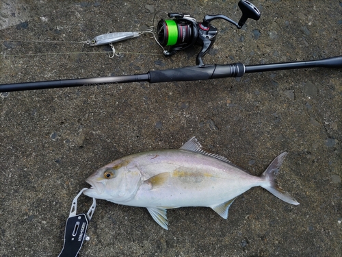 ショゴの釣果