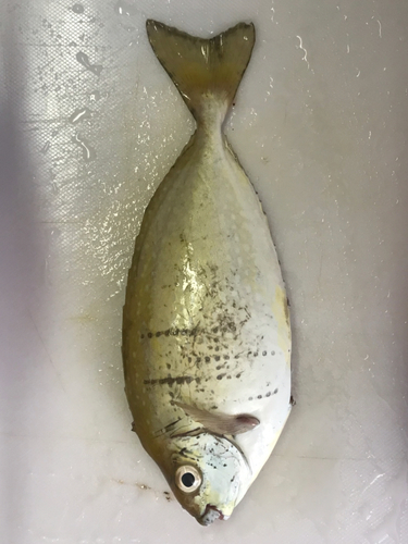 アイゴの釣果