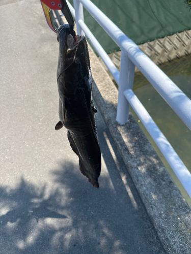 ニホンナマズの釣果