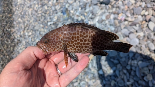 オオモンハタの釣果