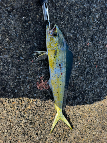 シイラの釣果