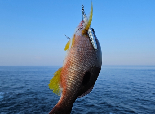 クロホシフエダイの釣果