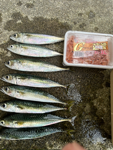 サバの釣果