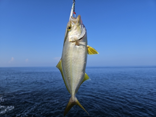 シオの釣果