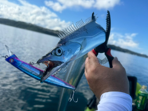 タチウオの釣果