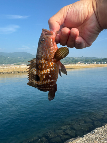 キジハタの釣果