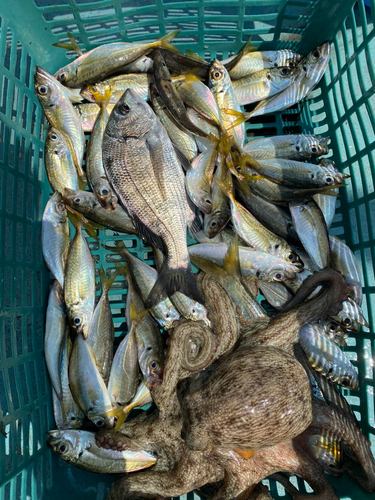 タコの釣果