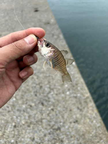 テンジクダイの釣果