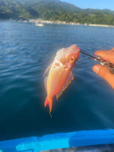 イトヨリダイの釣果