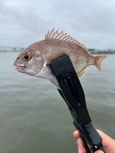 タイの釣果