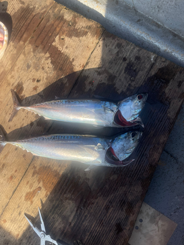 マルソウダの釣果