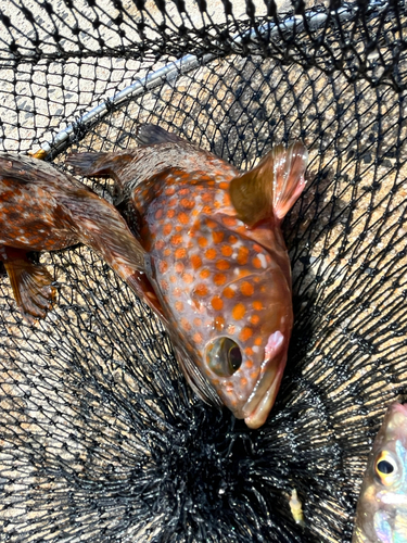 キジハタの釣果