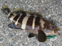 アオハタの釣果