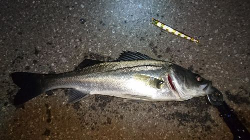 フッコ（マルスズキ）の釣果