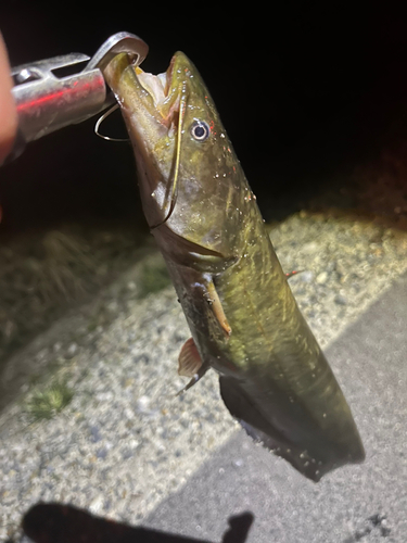 マナマズの釣果