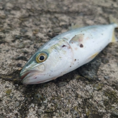 ワカシの釣果