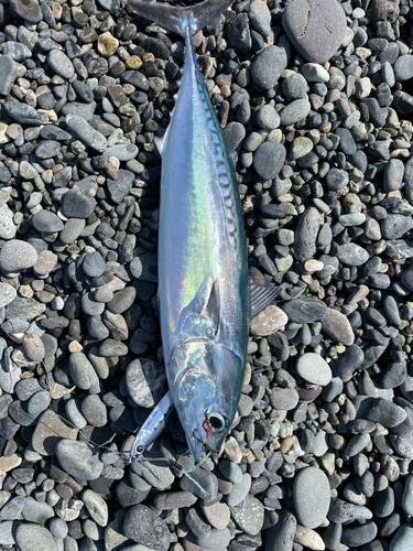 マルソウダの釣果