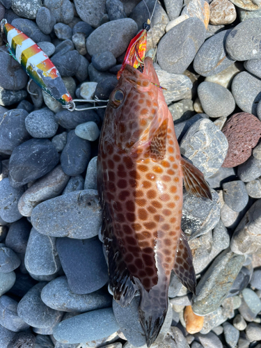 オオモンハタの釣果