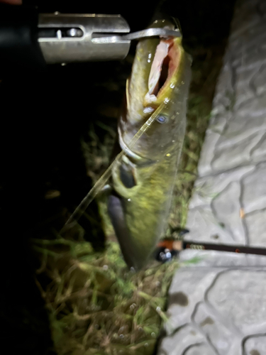 マナマズの釣果