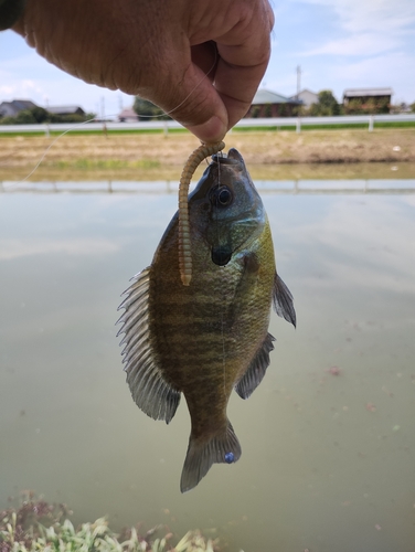 ブルーギルの釣果