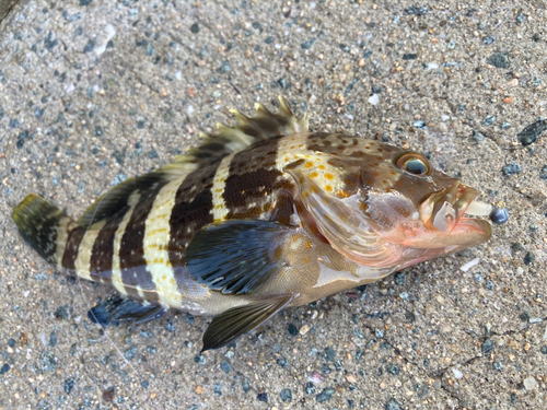 アオハタの釣果