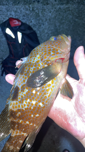 アコウの釣果