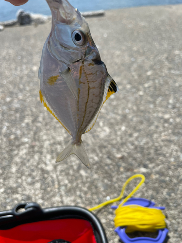 ヒイラギの釣果