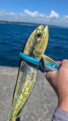 シイラの釣果