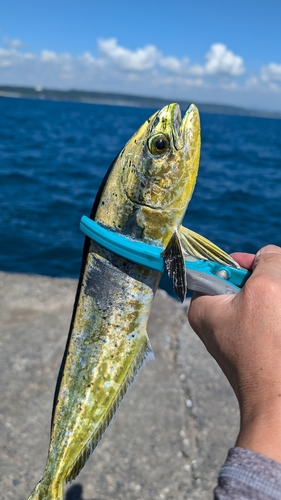 シイラの釣果