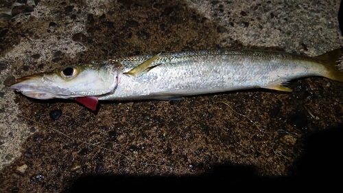 カマスの釣果