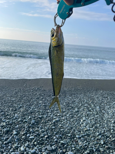 シイラの釣果