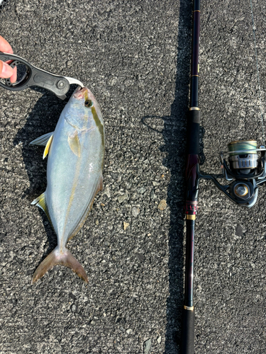 カンパチの釣果