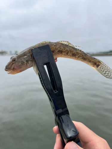 ハゼの釣果