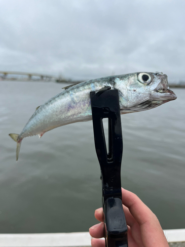 サバの釣果