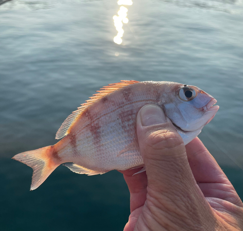 チャリコの釣果