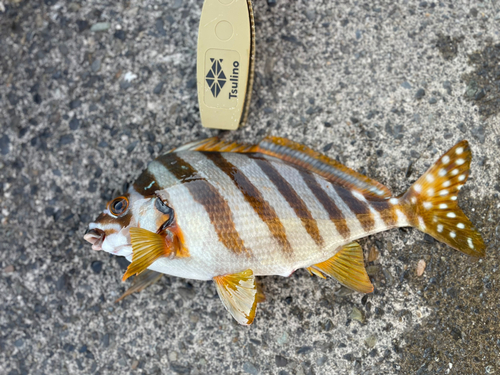 タカノハダイの釣果