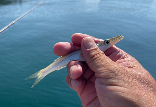 アカカマスの釣果