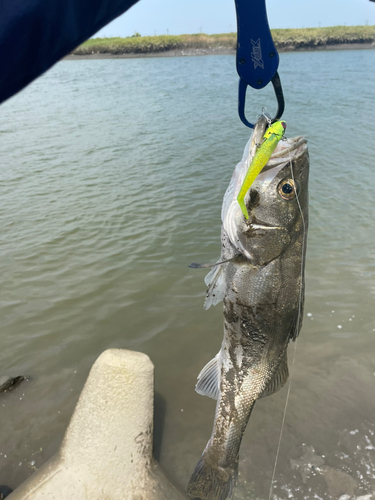 フッコ（マルスズキ）の釣果