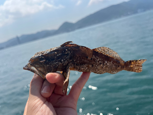 アナハゼの釣果