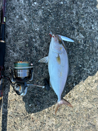 カンパチの釣果