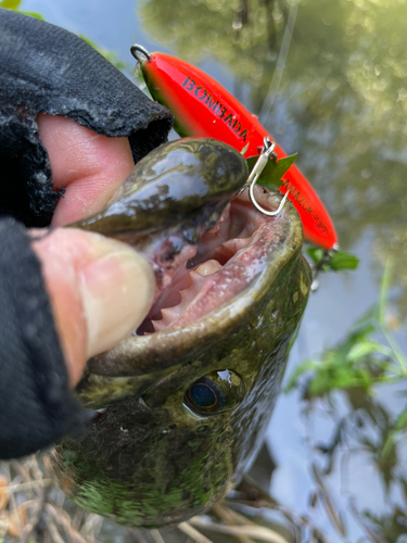 ライギョの釣果