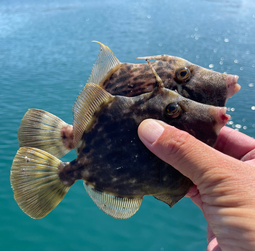 カワハギの釣果