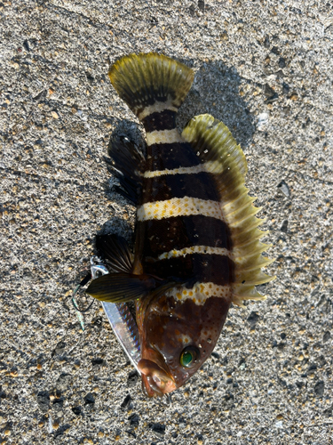 アオハタの釣果